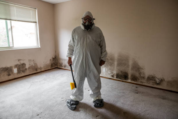 Best Emergency Mold Remediation in Raoul, GA